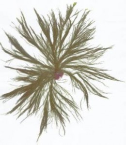 cladophora