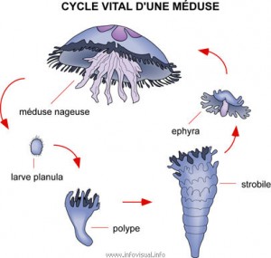 reproduction meduse