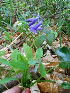 Jacinthe-des-bois