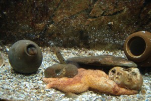 Nourrissage des aquariums en public @ ESTRAN Cité de la Mer